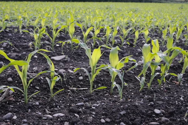 Zaailingen gewas maïsveld in het voorjaar van — Stockfoto