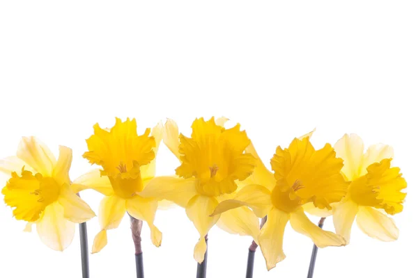 Primavera narciso fiori isolati su bianco — Foto Stock