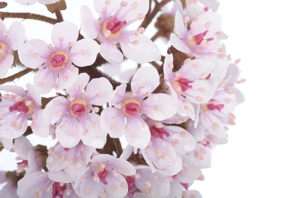 Růžová jarní květiny closeup nad bílá — Stock fotografie
