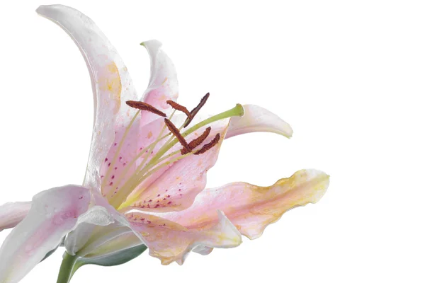 Рожева лілія квітка над білим — стокове фото