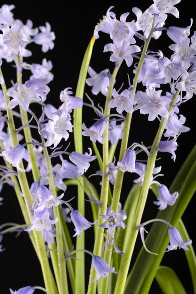 Λουλούδι bluebells απομονώνονται σε μαύρο — Φωτογραφία Αρχείου