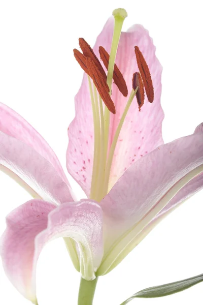 粉色百合花卉白上 — 图库照片