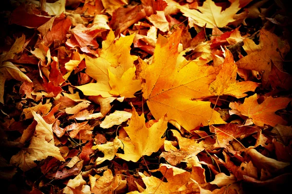 Folhas de outono caídas — Fotografia de Stock