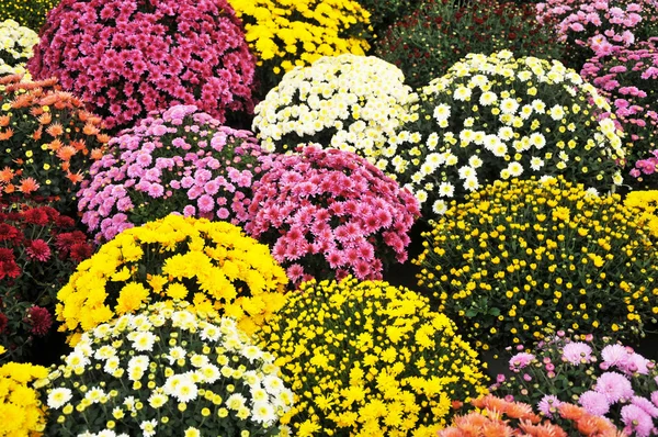 stock image Colorful flowers