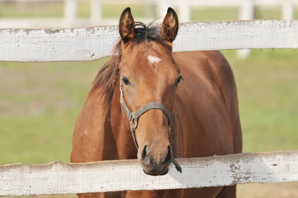 stock image Horses in the coral