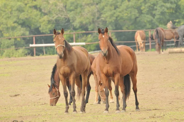 Racehorses — Stock Photo, Image