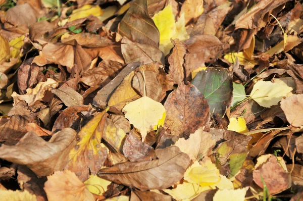 stock image Autumn