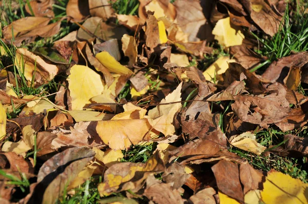 stock image Autumn