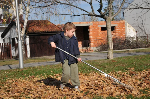 男孩收集树叶 — 图库照片