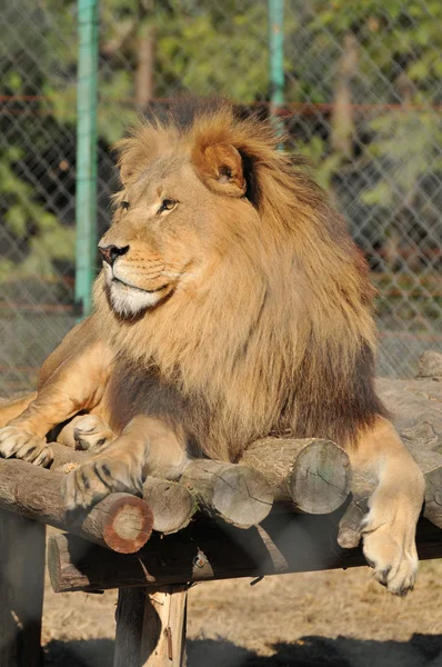 Portrait of lion — Stock Photo, Image