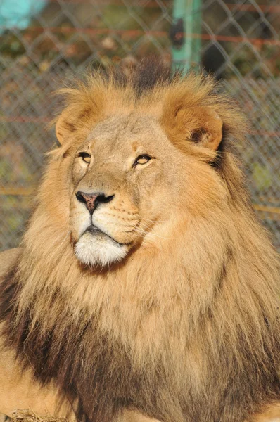 Portrait of lion — Stock Photo, Image