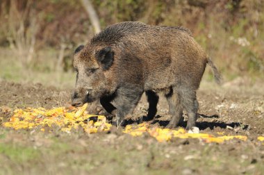 Wild boar clipart