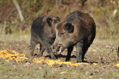 Wild boar clipart