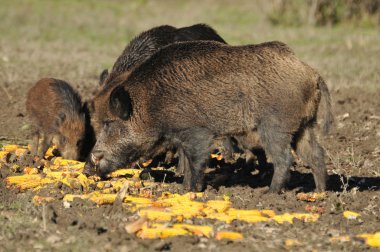 Wild boar clipart