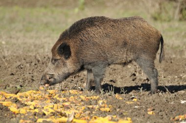 Wild boar clipart