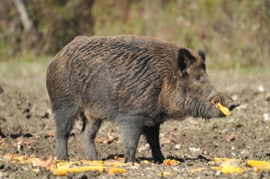 Wild boar clipart