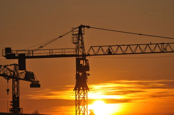 stock image Crane in the sun