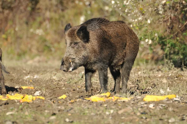 Wildschweine — Stockfoto