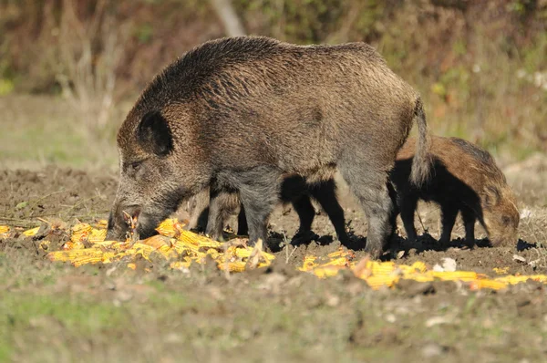 stock image Wild boar