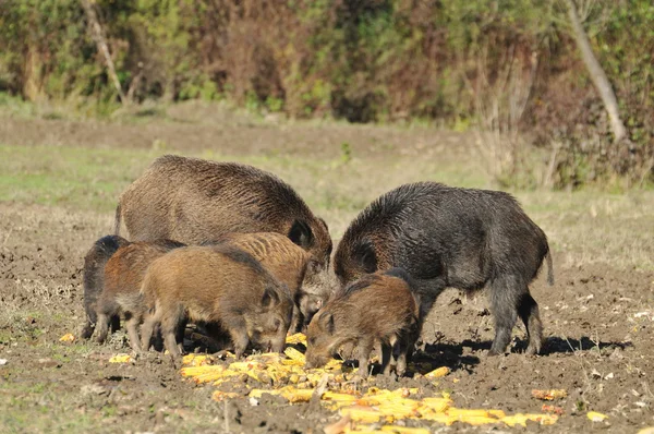 Stock image Wild boar