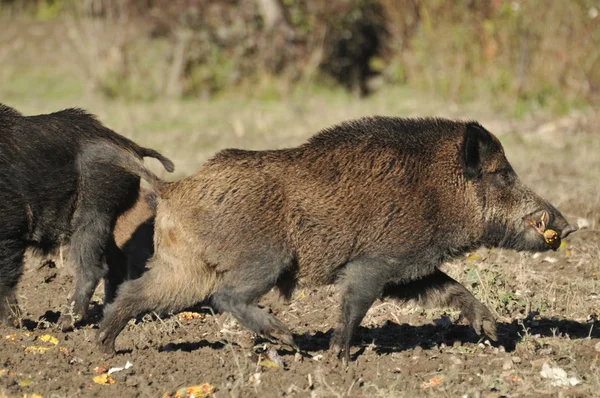 Wildschweinjagd — Stockfoto