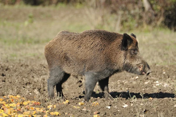 Wildschweinjagd — Stockfoto