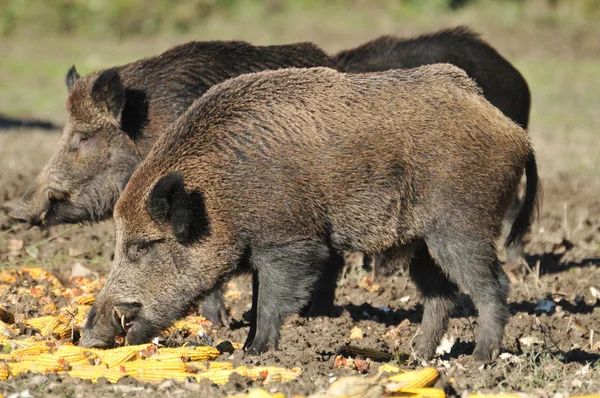 Berburu babi liar — Stok Foto