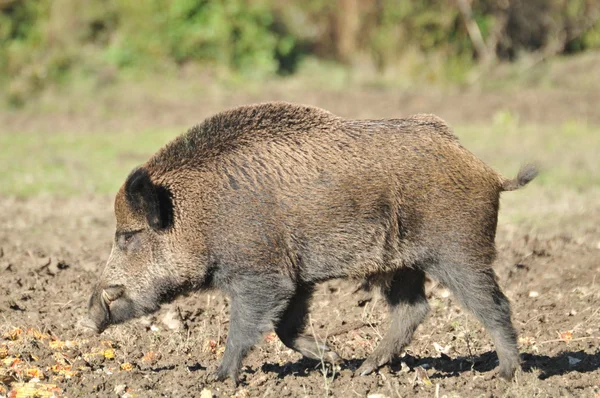 Wild boar hunting — Stock Photo, Image