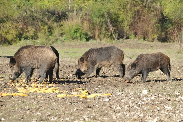 stock image Wild boar