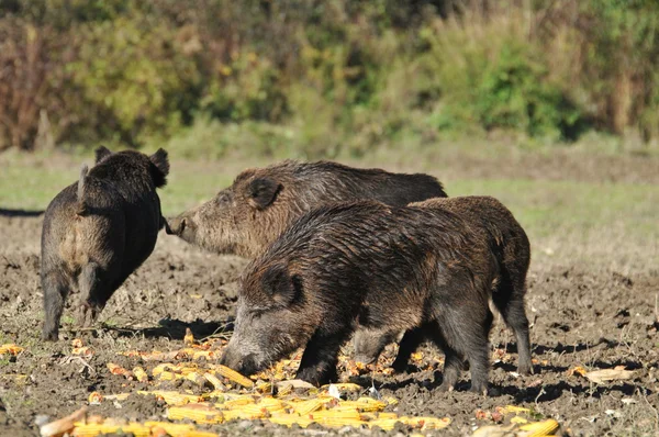 Wild boar hunting — Stock Photo, Image