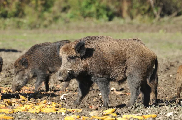 Yaban domuzu av — Stok fotoğraf