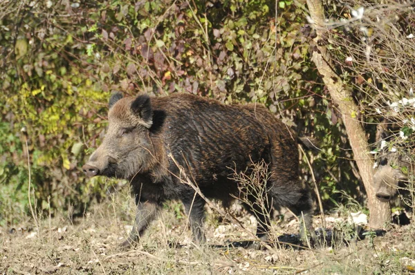Berburu babi liar — Stok Foto