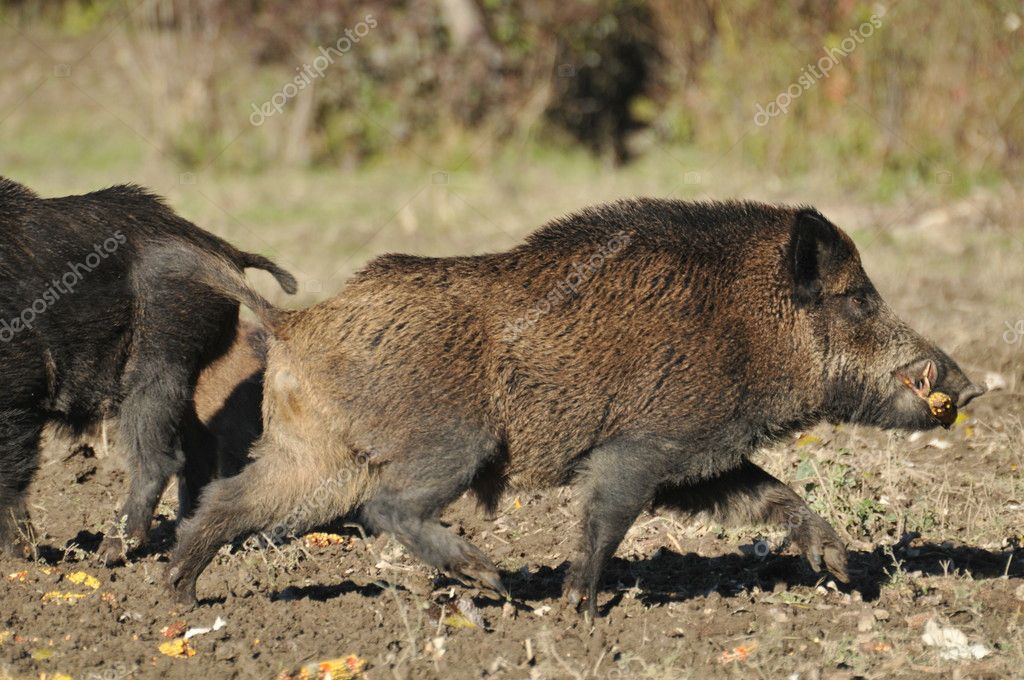 giochi caccia al cinghiale scarica