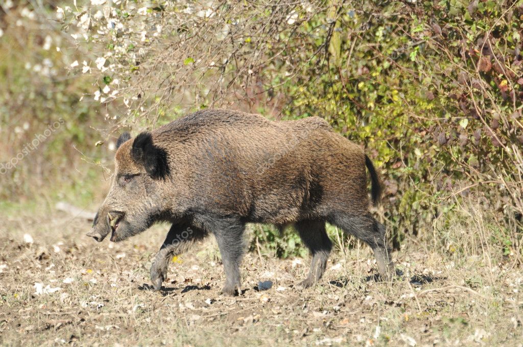 Wild boar Stock Photo by ©predrag1 4341981