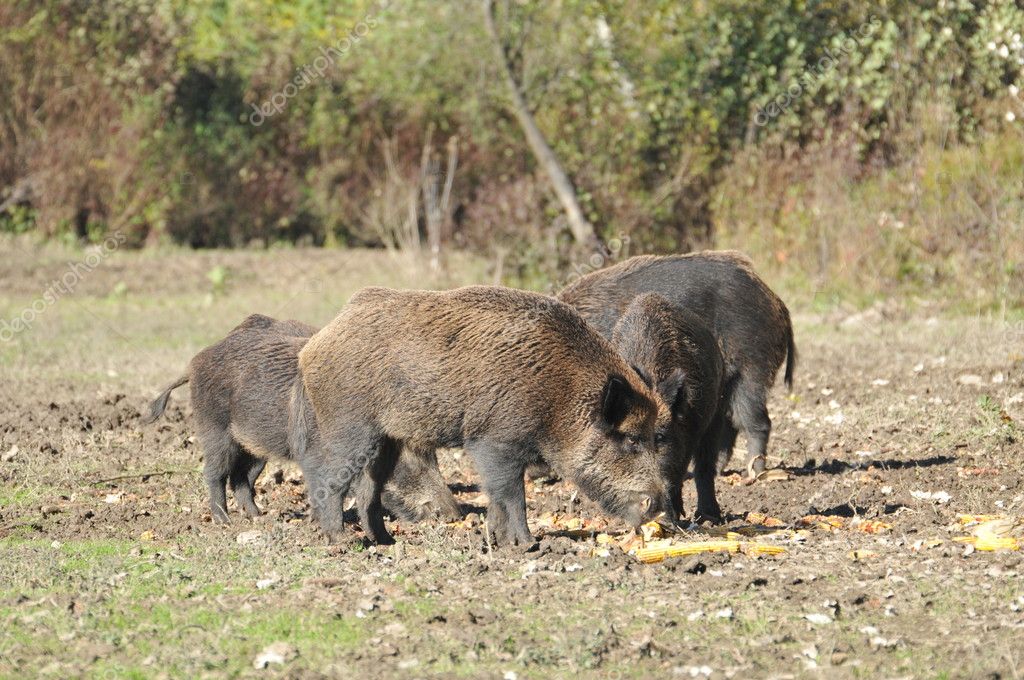 GIOCHI CACCIA AL CINGHIALE SCARICARE