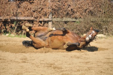 tarlada çalışan aygır