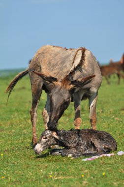 mera üzerinde gri minik eşek