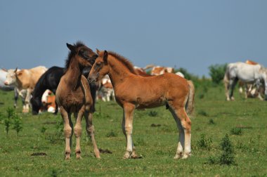 bir çayır üzerinde iki foals