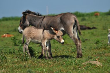 mera üzerinde gri minik eşek