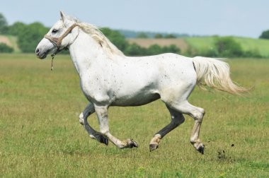 White horse running in the green box clipart