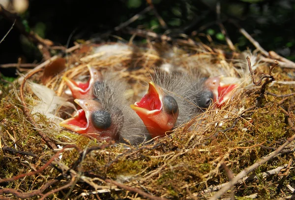 Птицы в гнезде — стоковое фото