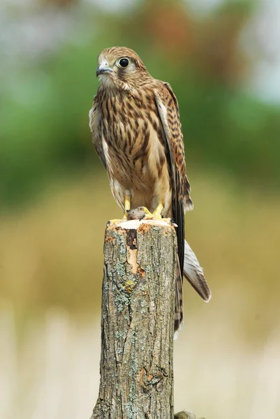 Falco con preda su un ramo — Foto Stock