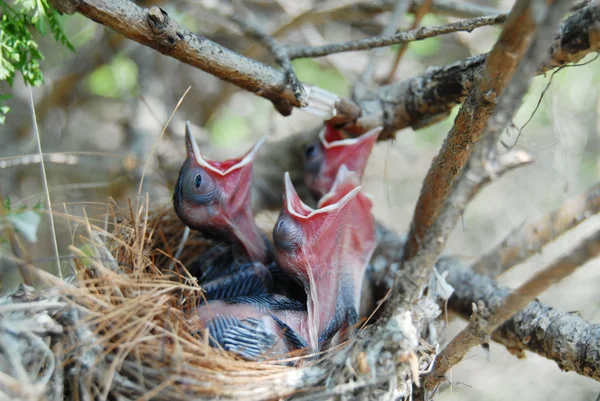 Vögel im Nest — Stockfoto