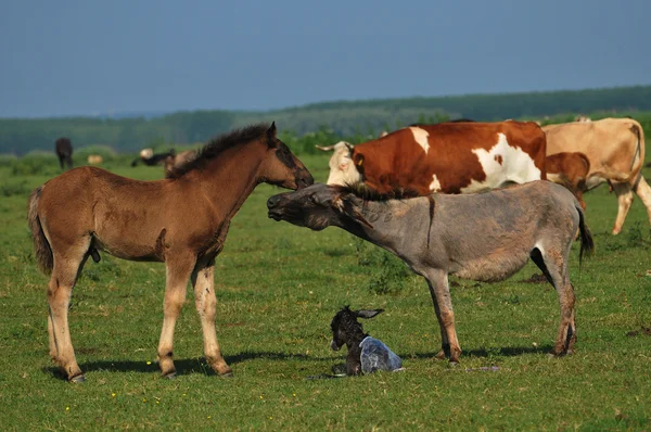 Серый ослик и жеребенок на пастбище — стоковое фото