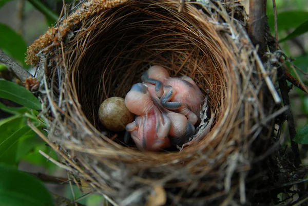 Aves en el nido — Foto de Stock