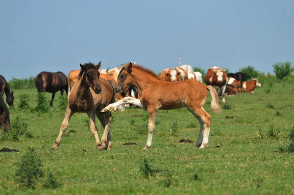 Two foals playing in the meadow — Stock Photo, Image