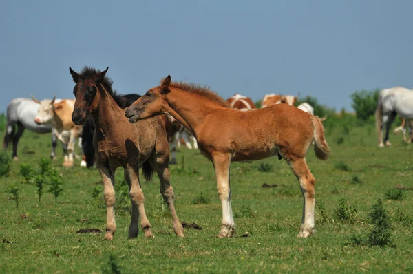 풀밭에 두 foals — 스톡 사진