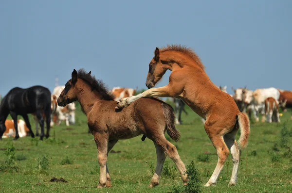 Two Foals on a meadow — Stock Photo, Image