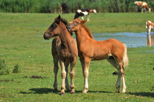 Çayırda oynayan iki foals — Stok fotoğraf