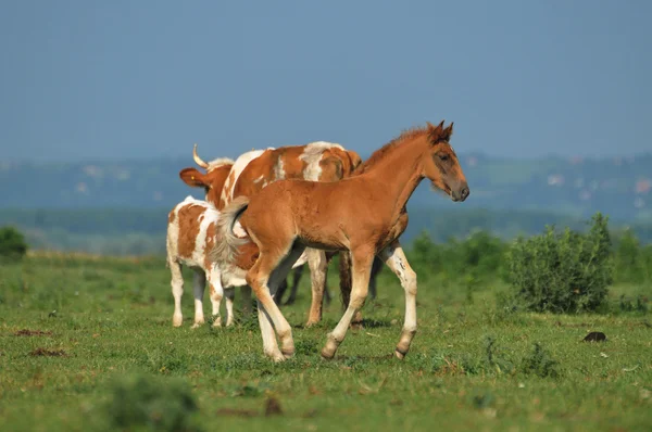 Foal na łące — Zdjęcie stockowe